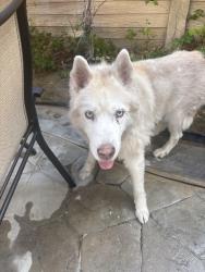Found/Stray Unknown Dog last seen Grandview Dr, Santa Clarita, CA 91355