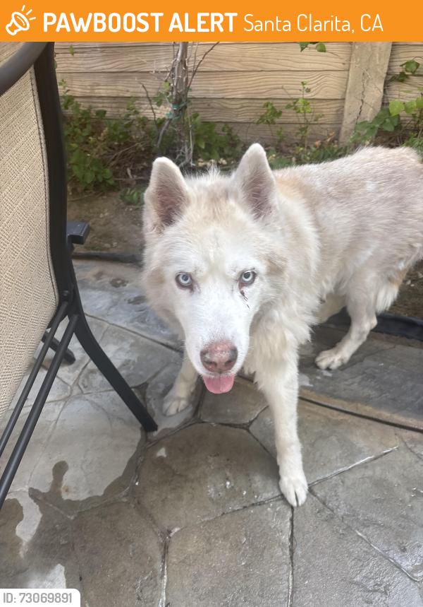 Found/Stray Unknown Dog last seen Grandview Dr, Santa Clarita, CA 91355