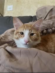 Lost Male Cat last seen Park at Southwood neighborhood, Bixby, OK 74008