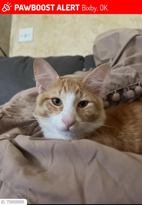 Lost Male Cat last seen Park at Southwood neighborhood, Bixby, OK 74008