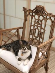 Reunited Male Cat last seen Westpath & Overlea, Bethesda, MD 20816