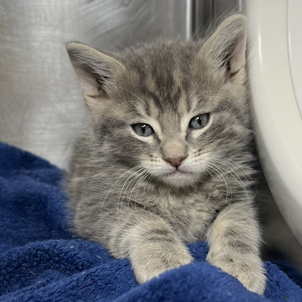 Shelter Stray Male Cat last seen , 4575 E Mesquite Ave, Palm Springs, CA 92264, USA