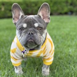 Shelter Stray Female Dog last seen , 3612 11th Ave, Los Angeles, CA 90018, USA