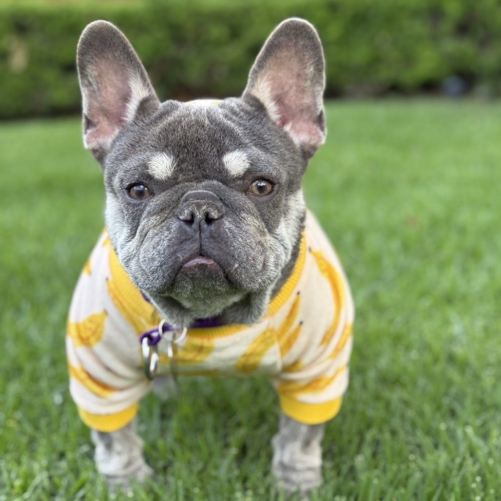 Shelter Stray Female Dog last seen , 3612 11th Ave, Los Angeles, CA 90018, USA