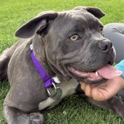 Shelter Stray Male Dog last seen , 3612 11th Ave, Los Angeles, CA 90018, USA