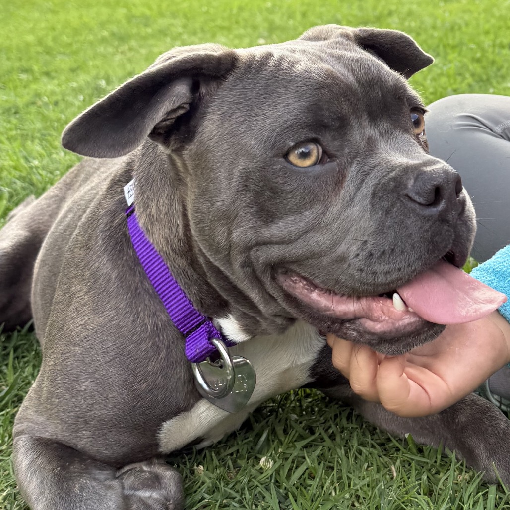 Shelter Stray Male Dog last seen , 3612 11th Ave, Los Angeles, CA 90018, USA