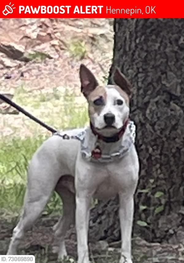 Lost Male Dog last seen Mountain View Road & Mays Rd., Hennepin, OK 73444
