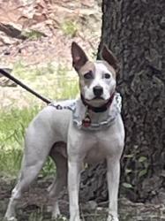 Lost Male Dog last seen Mountain View Road & Mays Rd., Hennepin, OK 73444