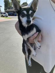 Reunited Female Dog last seen Los Coyotes, Del Amo, Pioneer Blvd., Lakewood, CA 90715