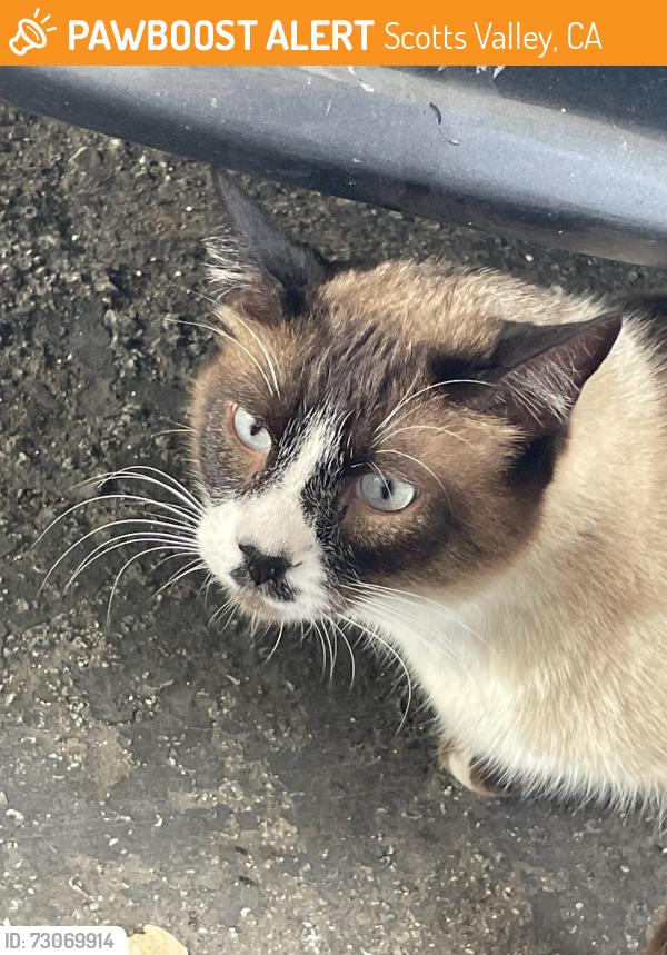 Found/Stray Unknown Cat last seen Mount Hermon Road, Scotts Valley, CA 95066