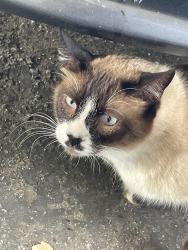 Found/Stray Unknown Cat last seen Mount Hermon Road, Scotts Valley, CA 95066