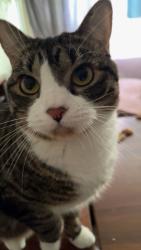 Lost Female Cat last seen Near Atlas St, Rapid City, SD 57701