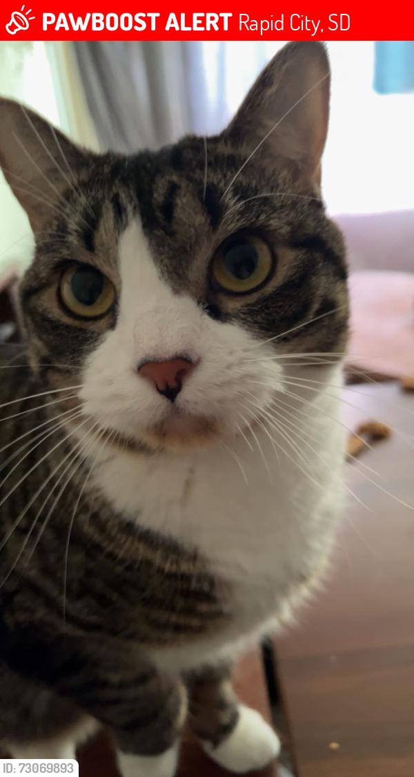 Lost Female Cat last seen Near Atlas St, Rapid City, SD 57701