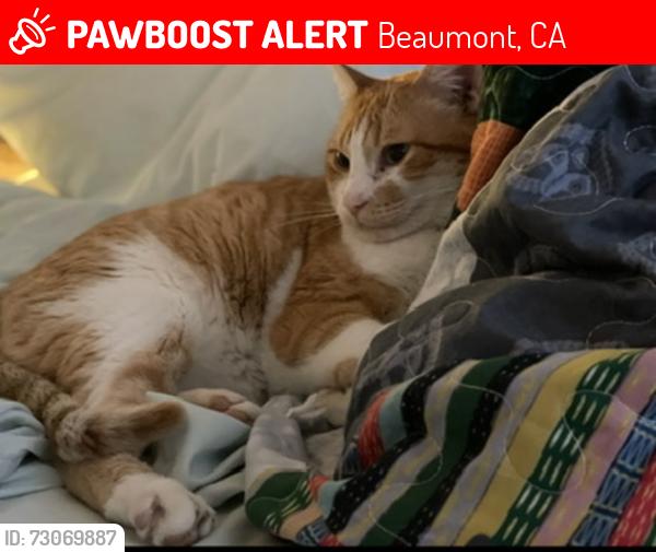 Lost Male Cat last seen Three Rings Ranch, Beaumont, CA 92223