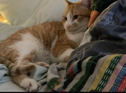 Lost Male Cat last seen Three Rings Ranch, Beaumont, CA 92223