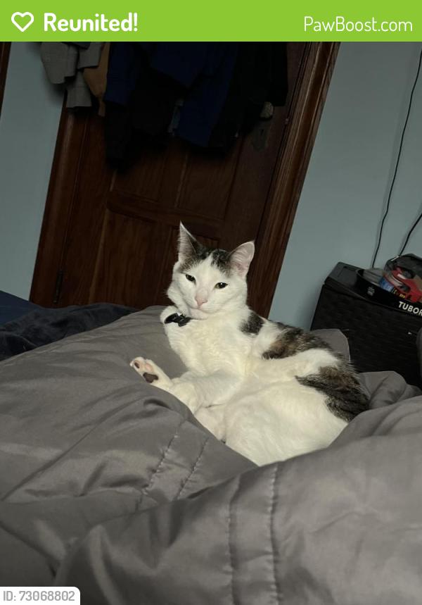 Reunited Male Cat last seen Raritan Ave , Highland Park, NJ 08904