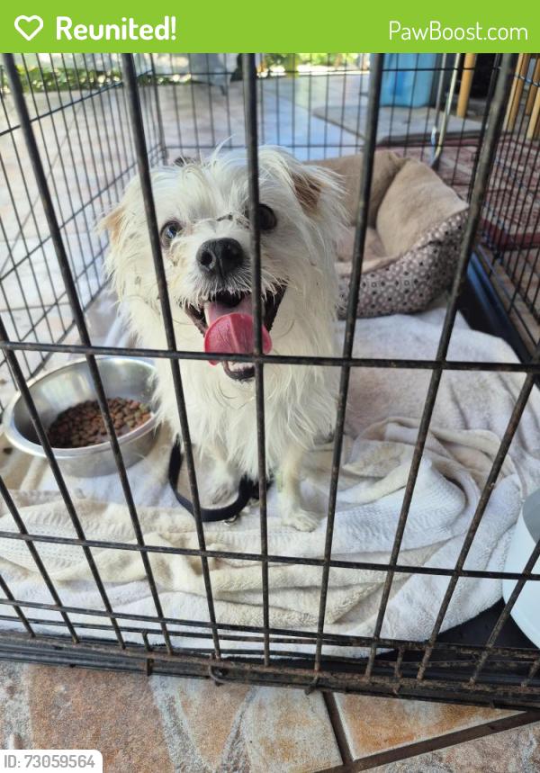 Reunited Male Dog last seen Coral way and 127 ave, Miami, FL 33175