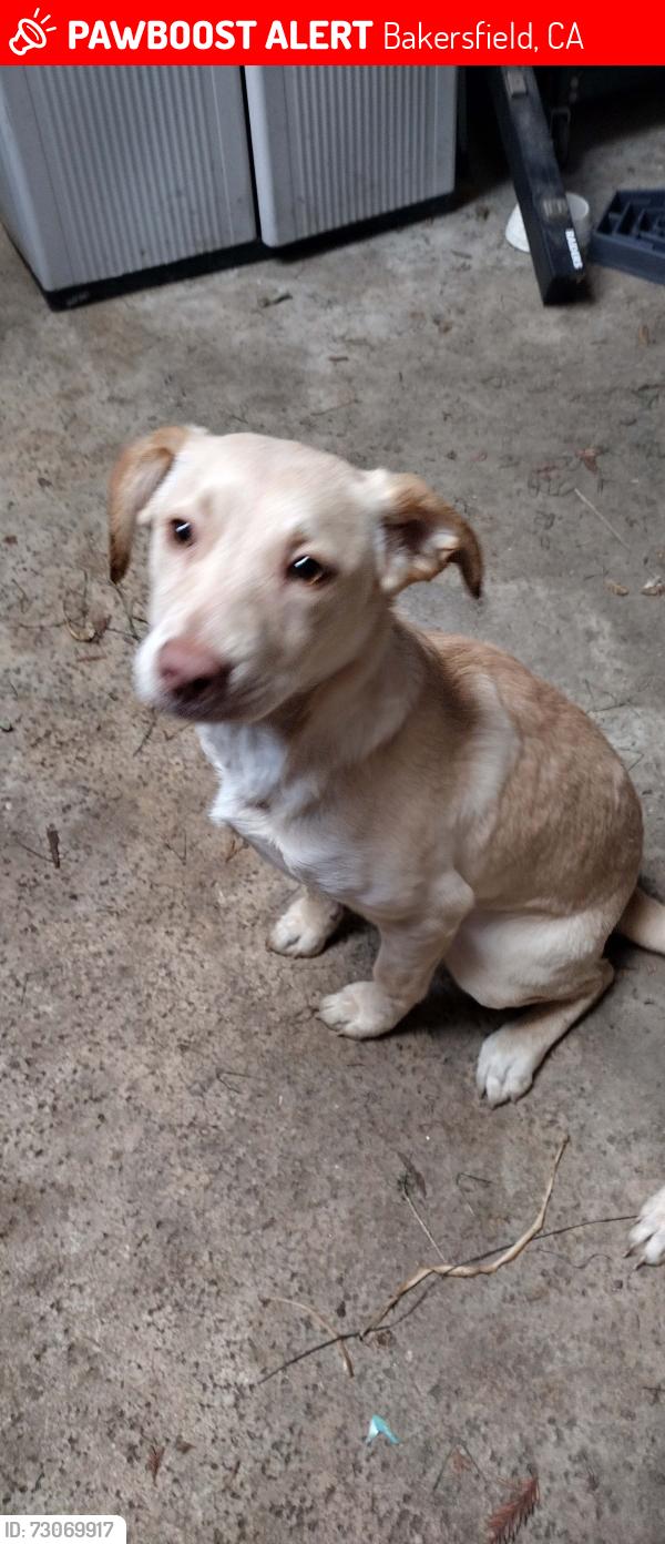 Lost Female Dog last seen Oswell, Columbus, Bakersfield, CA 93306