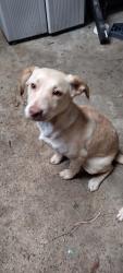 Lost Female Dog last seen Oswell, Columbus, Bakersfield, CA 93306