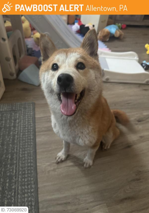 Found/Stray Female Dog last seen Near Roberto Clemente school, Allentown, PA 18101