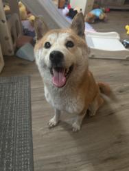 Found/Stray Female Dog last seen Near Roberto Clemente school, Allentown, PA 18101