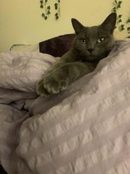Lost Female Cat last seen Near collamer dr, Cary, NC 27519