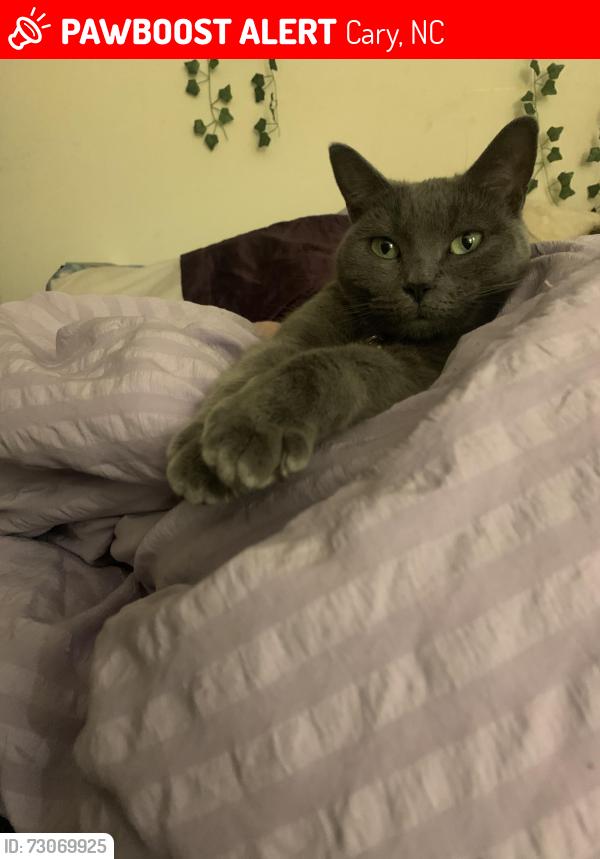 Lost Female Cat last seen Near collamer dr, Cary, NC 27519