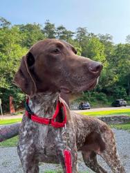 Shelter Stray Male Dog last seen , 5302 Stone St, Chattanooga, TN 37412, USA
