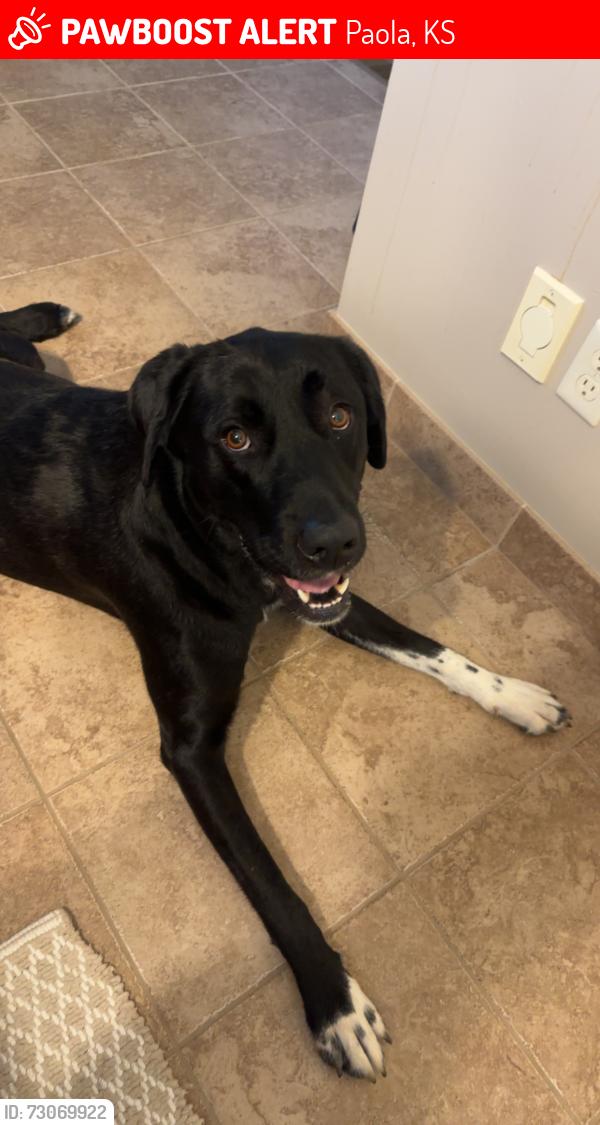 Lost Female Dog last seen 247th st and bethel church rd, Paola, KS 66071