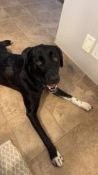 Lost Female Dog last seen 247th st and bethel church rd, Paola, KS 66071