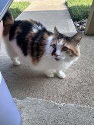 Found/Stray Unknown Cat last seen By waterford apartmenta barton st, Overland Park, KS 66210