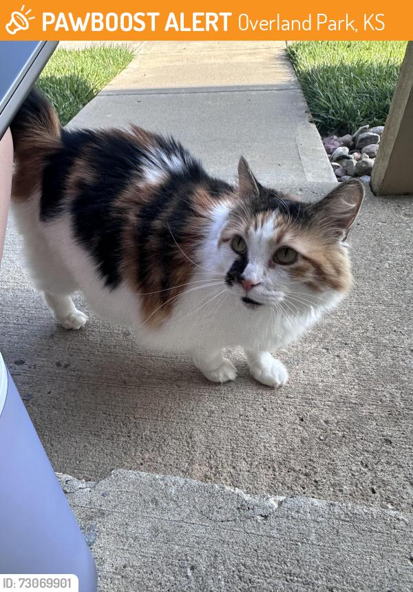 Found/Stray Unknown Cat last seen By waterford apartmenta barton st, Overland Park, KS 66210