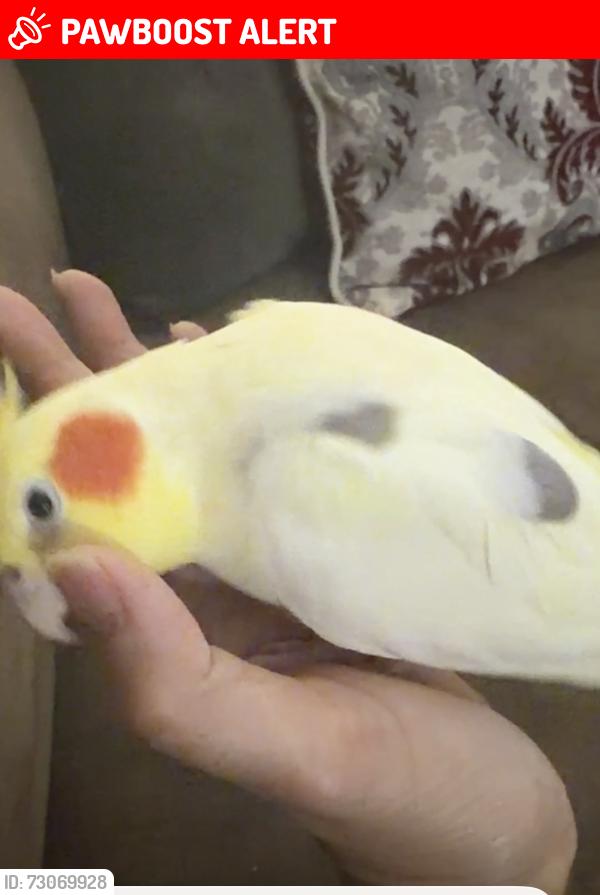 Lost Male Bird last seen Redondo Beach Blvd and 110 freeway, Los Angeles County, CA 90247