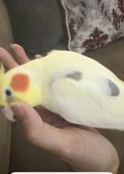 Lost Male Bird last seen Redondo Beach Blvd and 110 freeway, Los Angeles County, CA 90247