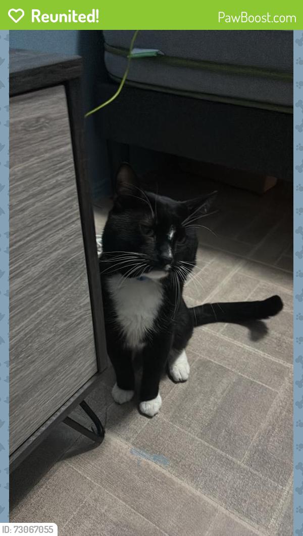 Reunited Male Cat last seen Near Irving Ave, Brooklyn, NY 11237, USA, Brooklyn, NY 11237