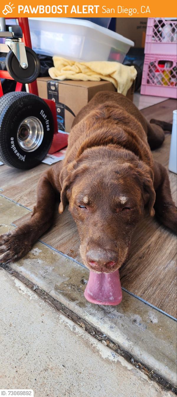 Found/Stray Male Dog last seen Granger st. Imperial Beach, San Diego, CA 92154