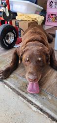 Found/Stray Male Dog last seen Granger st. Imperial Beach, San Diego, CA 92154
