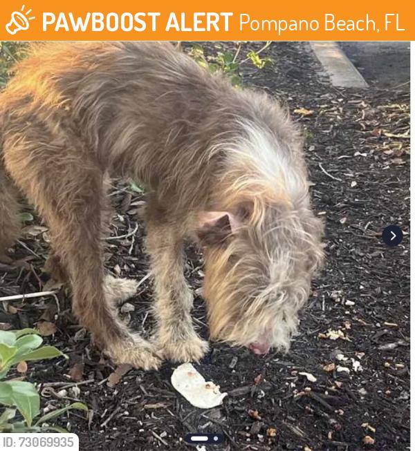 Found/Stray Male Dog last seen Pompano, Pompano Beach, FL 33069