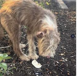 Found/Stray Male Dog last seen Pompano, Pompano Beach, FL 33069