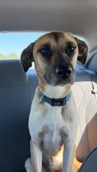 Lost Female Dog last seen 247th st paola ks, Paola, KS 66071
