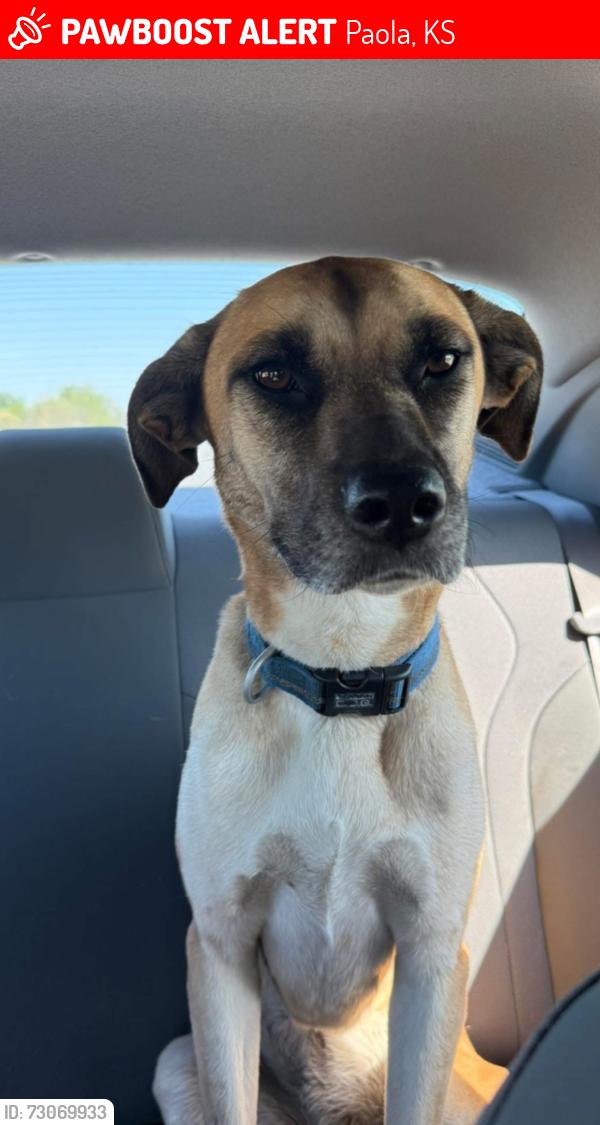 Lost Female Dog last seen 247th st paola ks, Paola, KS 66071