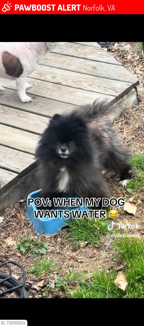 Lost Female Dog last seen Jerrylee Dr, Norfolk, VA 23518