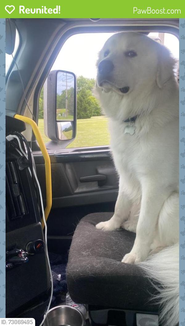Reunited Male Dog last seen Near and 20 by secretary of state, Elgin, IL 60123
