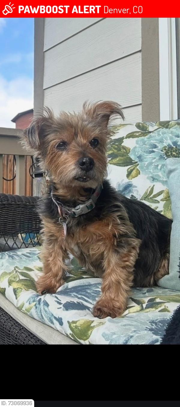 Lost Female Dog last seen Girard Lowell Boulevard, Denver, CO 80236
