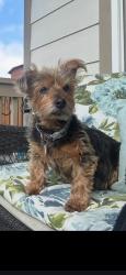 Lost Female Dog last seen Girard Lowell Boulevard, Denver, CO 80236