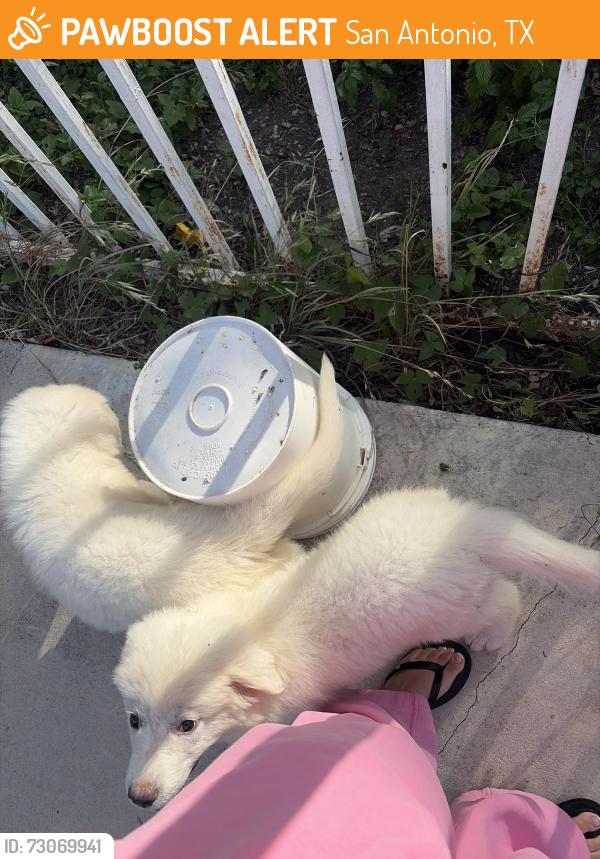 Found/Stray Unknown Dog last seen Near Elma Neal Elementary, San Antonio, TX 78201