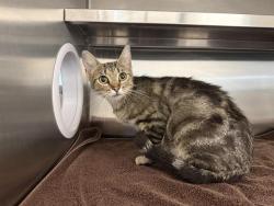 Shelter Stray Female Cat last seen BELL & 49, 11232 B Ave, Auburn, CA 95603, USA