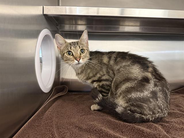 Shelter Stray Female Cat last seen BELL & 49, 11232 B Ave, Auburn, CA 95603, USA