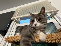 Reunited Male Cat last seen Restaurant vera guchi, Monroe, NY 10950
