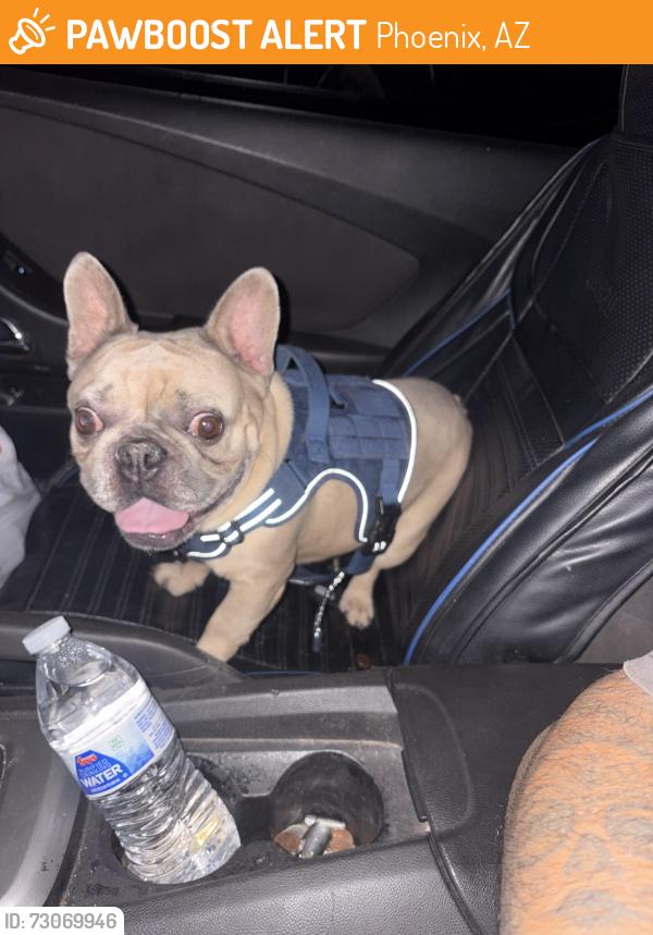 Found/Stray Male Dog last seen 63rd ave and hazelwood st, Phoenix, AZ 85033